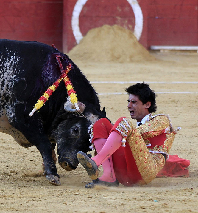 Muere torero español tras ser cornado en el pecho